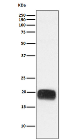 Mammaglobin A Antibody in Western Blot (WB)