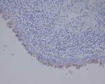 UPK3A Antibody in Immunohistochemistry (Paraffin) (IHC (P))
