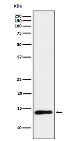 TCL1 Antibody in Western Blot (WB)