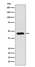 WIPI1 Recombinant Rabbit Monoclonal Antibody (K01_3X20)