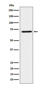 TCF2 Recombinant Rabbit Monoclonal Antibody (K01_3X21)
