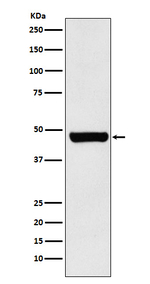 HIP Recombinant Rabbit Monoclonal Antibody (K01_3X27)