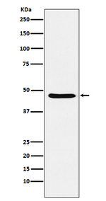 DRD3 Recombinant Rabbit Monoclonal Antibody (K01_3X28)