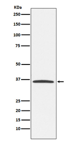 E2F6 Recombinant Rabbit Monoclonal Antibody (K01_3X40)