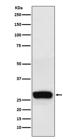 Beta-casein Recombinant Rabbit Monoclonal Antibody (K01_3X45)