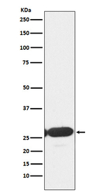 ERP29 Recombinant Rabbit Monoclonal Antibody (K01_3X48)