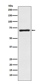 GAT-1 Recombinant Rabbit Monoclonal Antibody (K01_3X50)
