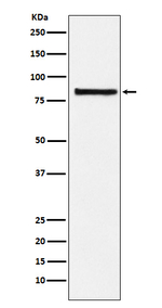 eIF2b epsilon Recombinant Rabbit Monoclonal Antibody (K01_3X54)