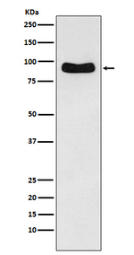 ODF2 Antibody in Western Blot (WB)