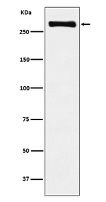 USP9X Recombinant Rabbit Monoclonal Antibody (K01_3X57)