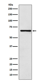 RCOR1 Recombinant Rabbit Monoclonal Antibody (K01_3X58)