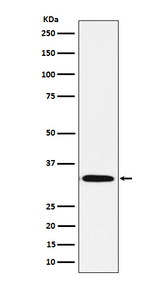 STX1B Recombinant Rabbit Monoclonal Antibody (K01_3X70)