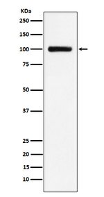 TFR2 Recombinant Rabbit Monoclonal Antibody (K01_3X73)