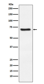 DKK3 Recombinant Rabbit Monoclonal Antibody (K01_3X75)
