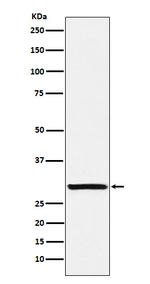 Acrosomal Vesicle Protein Recombinant Rabbit Monoclonal Antibody (K01_3X76)