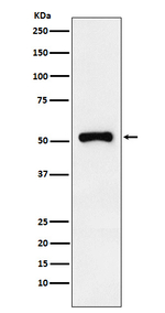 RAR gamma-1 Recombinant Rabbit Monoclonal Antibody (K01_3X78)