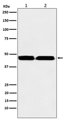 SUV39H2 Antibody in Western Blot (WB)