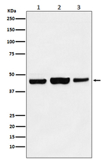 HAT1 Recombinant Rabbit Monoclonal Antibody (K01_3X94)