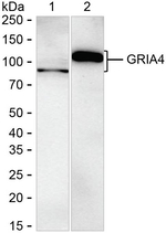 GluR4 Recombinant Rabbit Monoclonal Antibody (K01_3X97)