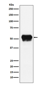Fibrinogen gamma Recombinant Rabbit Monoclonal Antibody (K01_3Y05)