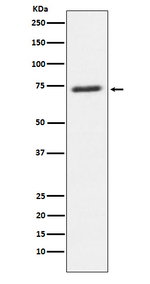 SENP1 Recombinant Rabbit Monoclonal Antibody (K01_3Y16)