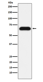 Nucleostemin Recombinant Rabbit Monoclonal Antibody (K01_3Y18)