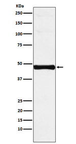 IRF9 Recombinant Rabbit Monoclonal Antibody (K01_3Y20)