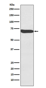 FZD9 Recombinant Rabbit Monoclonal Antibody (K01_3Y22)