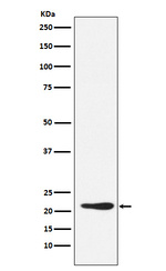 GDF3 Recombinant Rabbit Monoclonal Antibody (K01_3Y37)