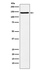 Contactin 2 Antibody in Western Blot (WB)