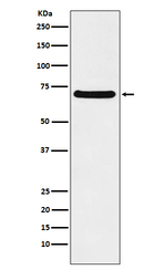 CAF1 p60 Recombinant Rabbit Monoclonal Antibody (K01_3Y46)