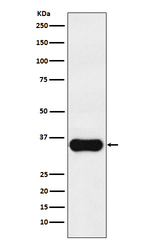 MC1R Antibody in Western Blot (WB)