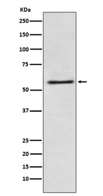 FAAH Recombinant Rabbit Monoclonal Antibody (K01_3Y65)