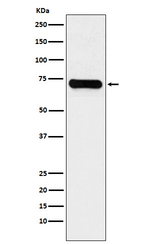 KARS Recombinant Rabbit Monoclonal Antibody (K01_3Y70)