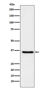 GST Omega 1 Recombinant Rabbit Monoclonal Antibody (K01_3Y75)