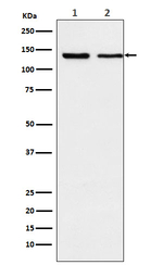 XPO5 Recombinant Rabbit Monoclonal Antibody (K01_3Y77)