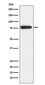 MARK2 Recombinant Rabbit Monoclonal Antibody (K01_3Y79)