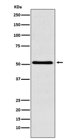 BAF57 Recombinant Rabbit Monoclonal Antibody (K01_3Y81)