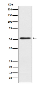 SRP54 Recombinant Rabbit Monoclonal Antibody (K01_3Y91)