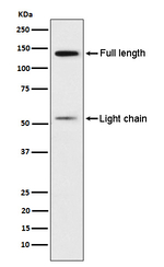 Kininogen 1 Recombinant Rabbit Monoclonal Antibody (K01_3Y92)
