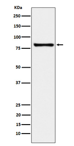 MARK3 Recombinant Rabbit Monoclonal Antibody (K01_3Y97)