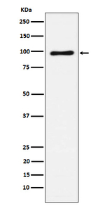 VAV1 Recombinant Rabbit Monoclonal Antibody (K01_4J02)