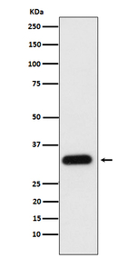 Apolipoprotein F Recombinant Rabbit Monoclonal Antibody (K01_4J20)