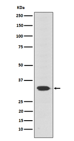 OTX2 Recombinant Rabbit Monoclonal Antibody (K01_4J22)