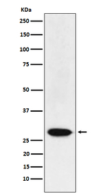 MAD3 Recombinant Rabbit Monoclonal Antibody (K01_4J26)