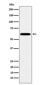 HSF2 Recombinant Rabbit Monoclonal Antibody (K01_4J28)