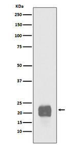 Cripto Antibody in Western Blot (WB)
