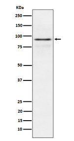 RSK1 Antibody in Western Blot (WB)