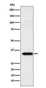 APRIL Antibody in Western Blot (WB)