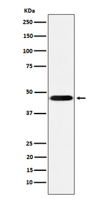 CD16 Recombinant Rabbit Monoclonal Antibody (K01_4J44)